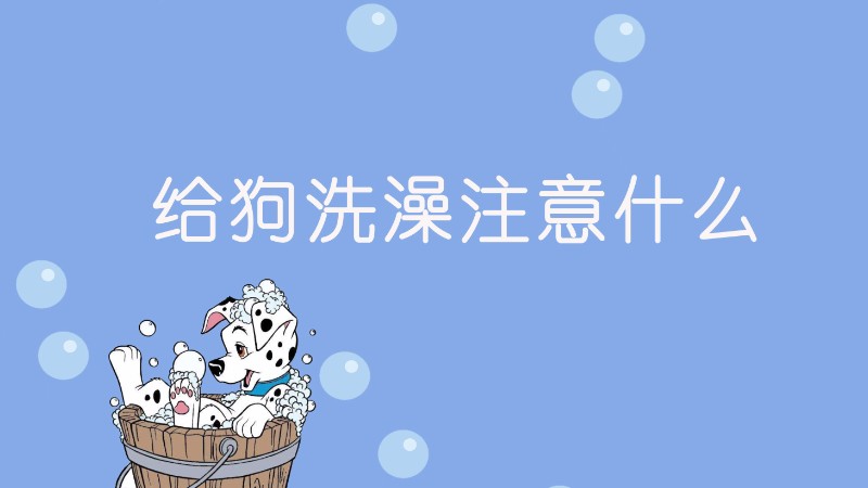 给狗洗澡注意什么