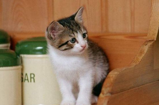 1元茶杯猫在哪买,1元1只茶杯猫是真的吗