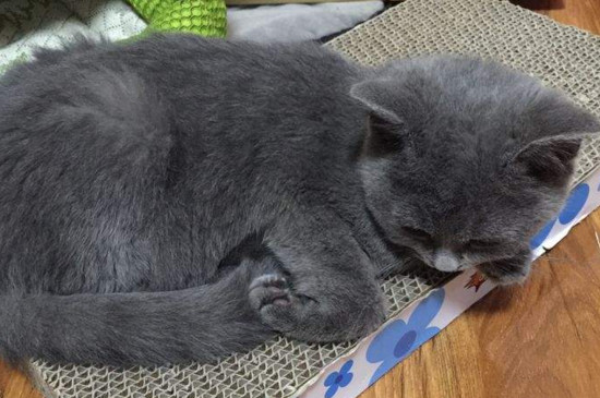 猫肚子鼓鼓的硬硬的