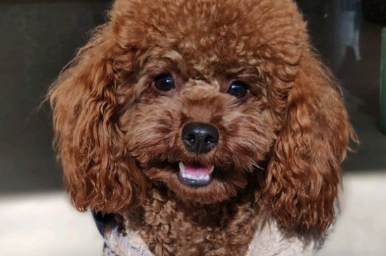 正宗泰迪狗的特点