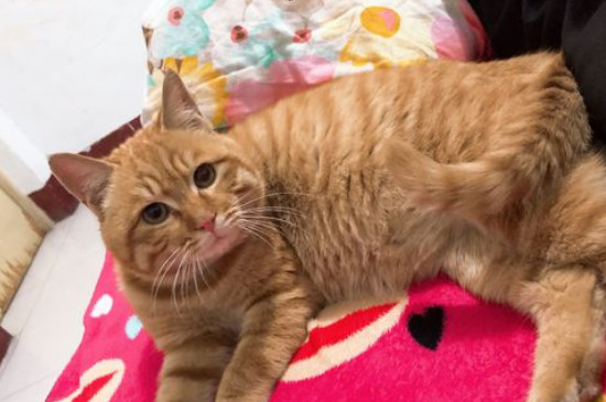 猫咪大全  橘猫是橘色个体猫的统称,并非单指某一品种的猫.