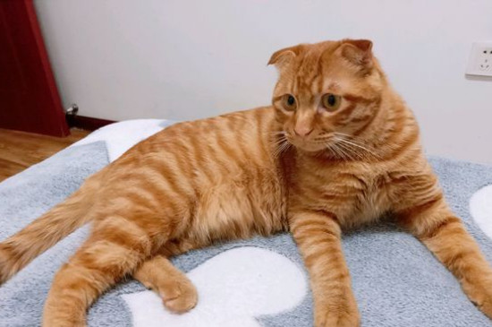 折耳猫什么姿势是犯病