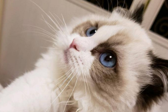世界上最贵的布偶猫,价值87万的布偶猫不存在-轻博客