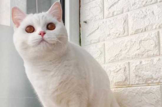 蓝白,三花,银渐层等,其价格一般在2000～5000不等,在品种猫咪中,价格