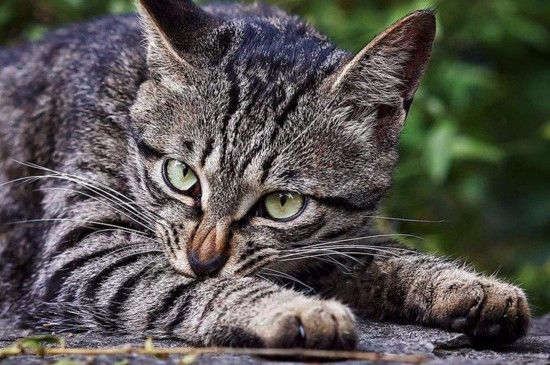 老外如何看待狸花猫,狸花猫在美国火了