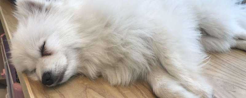 狗伪狂犬病的症状-轻博客
