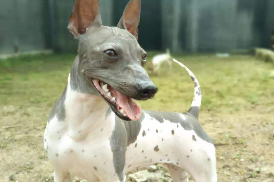 没有毛的狗是什么狗