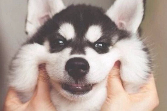 但这并不是说这两种脸型最漂亮,十字脸的哈士奇也有很多人喜欢