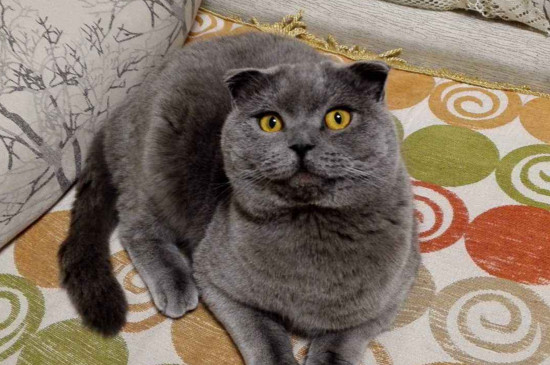 英短蓝猫的优缺点,适应力强不太掉毛但易肥胖
