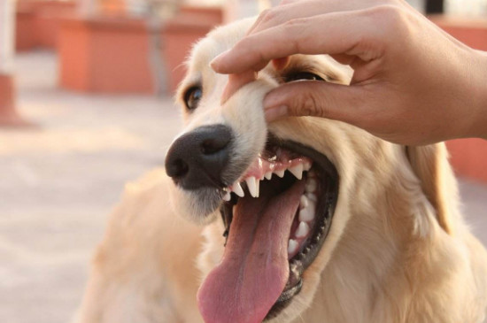 也有可能狗狗的口腔卫生不良,齿缝间残留有过多食物,久而久之滋生了