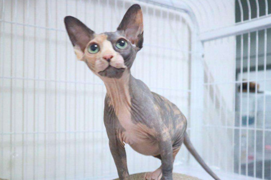 不掉毛的猫猫品种,掉毛少的猫排行榜