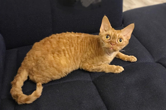 不掉毛的猫猫品种,掉毛少的猫排行榜