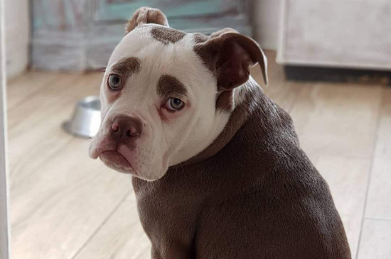 狗狗资讯  嗜睡和自闭也是狗狗抑郁的表现,原本很是活泼好动的狗狗,会