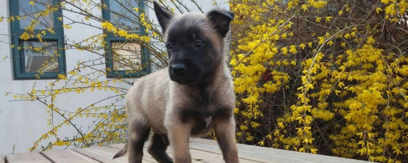 狗狗护理  马犬耳朵立起又软是正常的,有的马犬立耳早,有些马犬会晚立