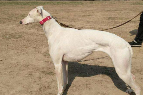 狗狗大全  灵缇犬是超大型犬,而看着体型巨大的阿拉斯加都只是大型犬