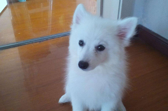 可爱的狗品种 —【宠物圈】