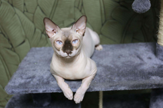 世界上血统最高贵的猫,世界十大贵族猫排名