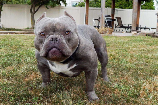 狗狗资讯  从胸部宽深和底盘高低能清楚分辨出斯坦福犬和恶霸的区别