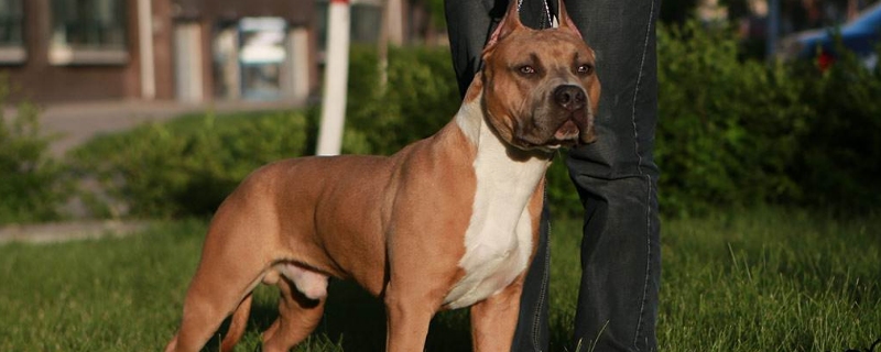 斯坦福犬和恶霸的区别