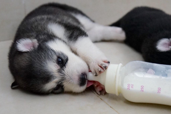 小狗不吃奶怎么办