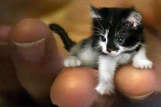 宠物皮堡斯多少钱一只,皮堡斯小猫哪里有卖