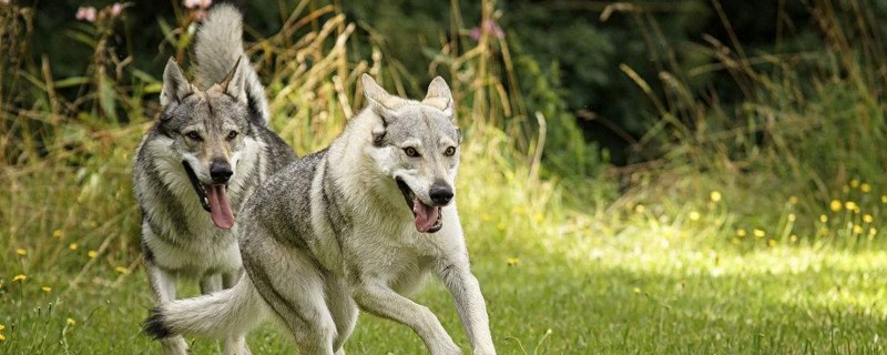 1,捷克狼犬