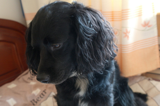 狗狗资讯  英卡犬这种宠物狗性格非常活泼,精力十分