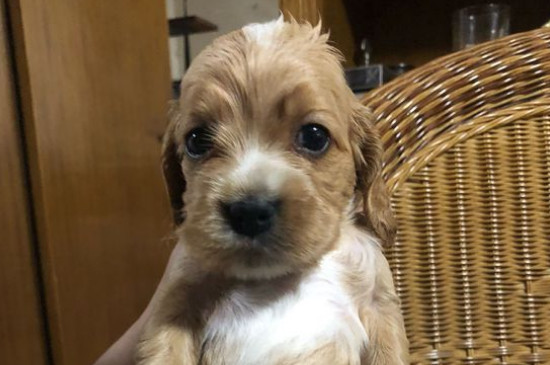 狗狗资讯  英卡犬的知名度不高,相对于金毛,泰迪