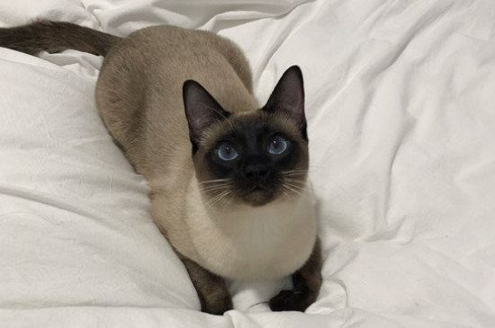 猫咪大全               之所以养暹罗猫的人少,一是因为暹罗猫的缺点