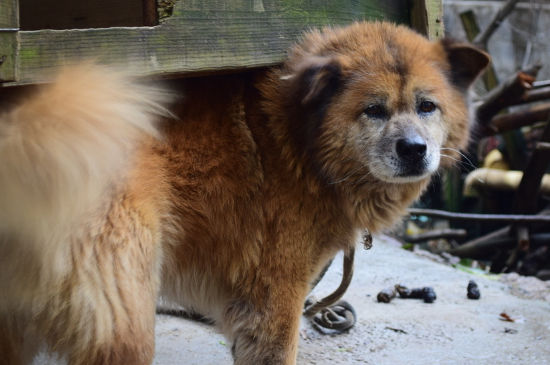 犬是城市流浪狗的主力军,第三,禁养中华田园犬有利于保护土狗这个品种