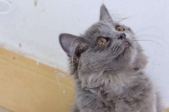 英短返祖长毛猫真相