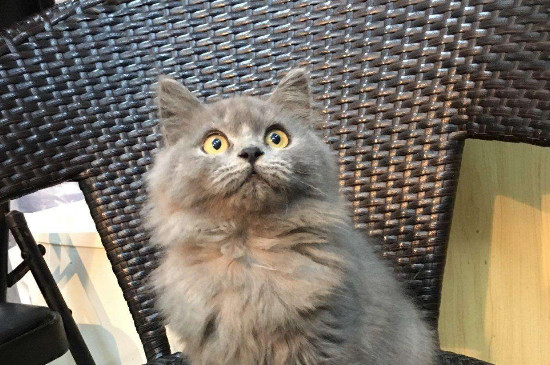 英短返祖长毛猫真相