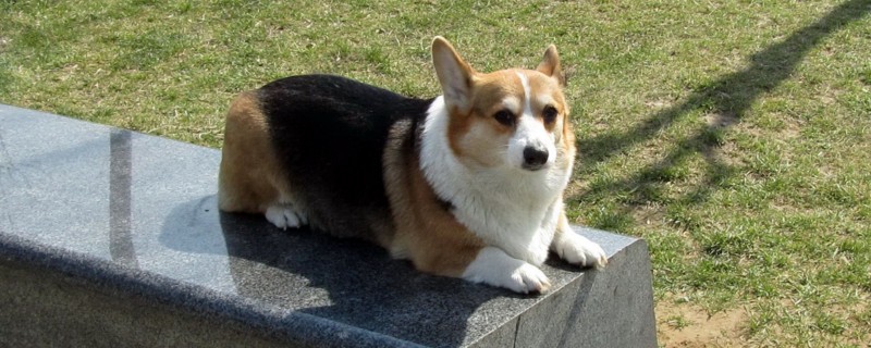 矮脚狗有柯基,腊肠,巴哥,巴吉度以及法国斗牛犬,这几种宠物狗的腿部都