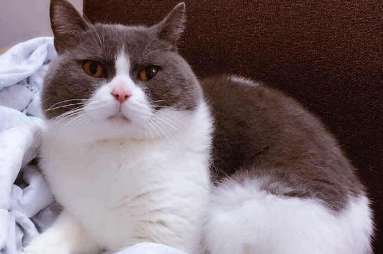 英短蓝白猫黏人吗?