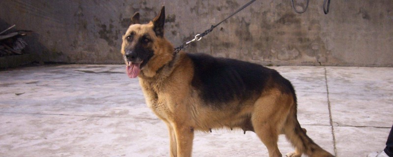 德牧怀孕多少天生产