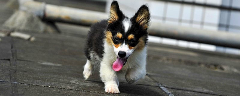 狗狗大全  宠物狗品种大致分为小型犬,中型犬,大型犬,超大型犬这几类