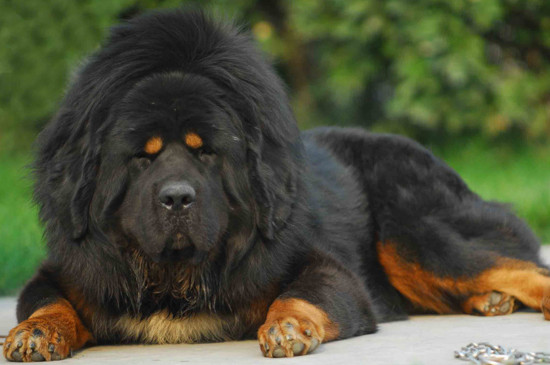 中国名犬有哪些