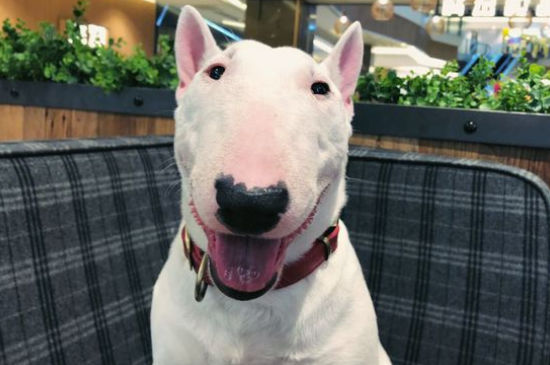 跟孙红雷长得像的狗