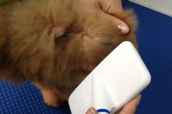 准备工具首先要准备好给泰迪拉毛的工具,一般只需要一个吹风机和宠物