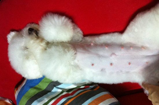 怎么知道比熊怀孕了