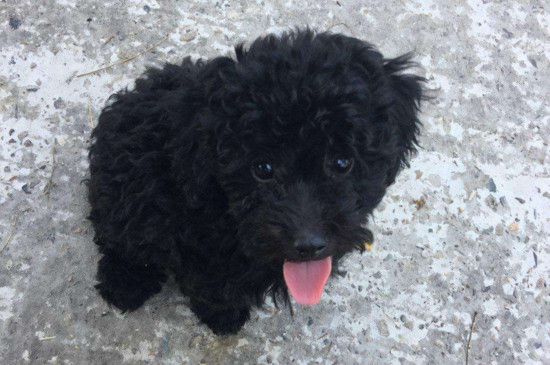 泰迪有黑色的吗