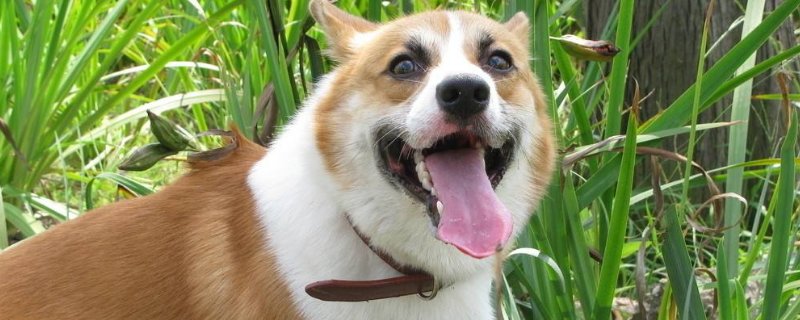 狗狗冬天吐舌头喘气