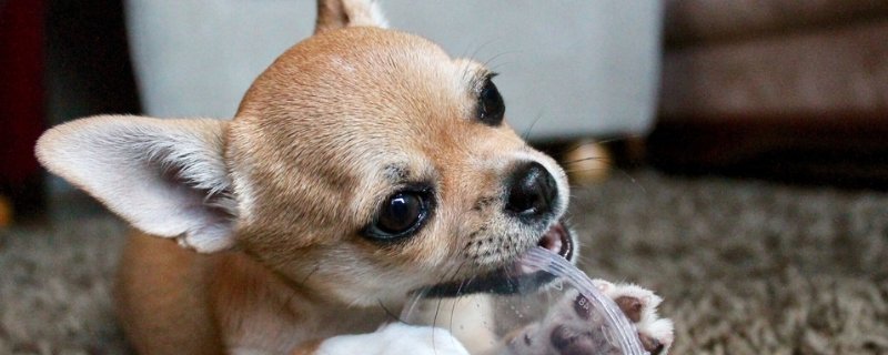 狗狗吃完东西就打嗝