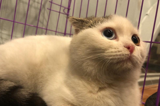 幼猫能喝酸奶吗,猫喝酸奶好吗