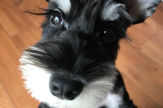 狗狗美容   雪纳瑞的睫毛天生就可以长得很长,而且就算不梳理也会非常