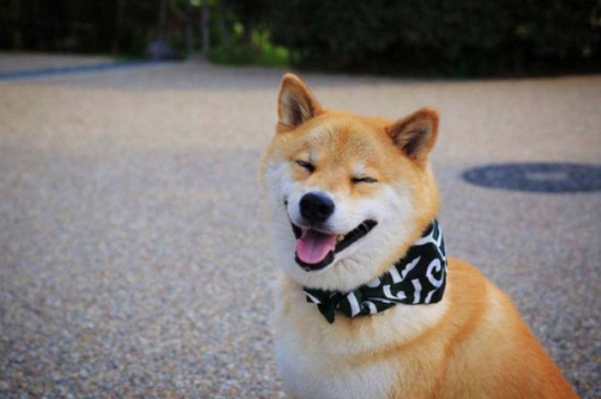 柴犬多大成年 —【宠物圈】