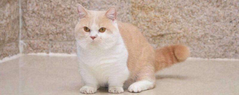 吊兰对猫有毒吗,哪些植物对猫有毒-轻博客