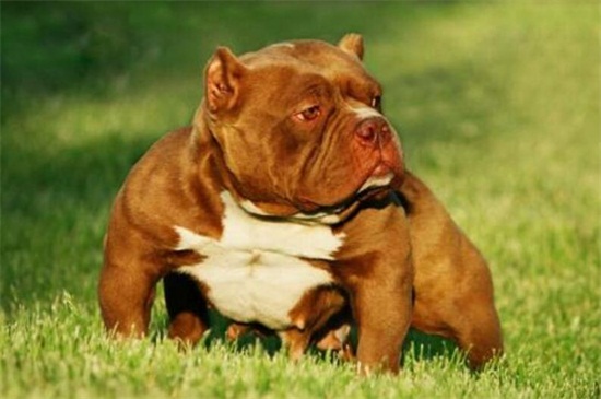 恶霸几个月长胸爆头,恶霸犬爆头期吃什么