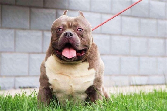 恶霸几个月长胸爆头,恶霸犬爆头期吃什么