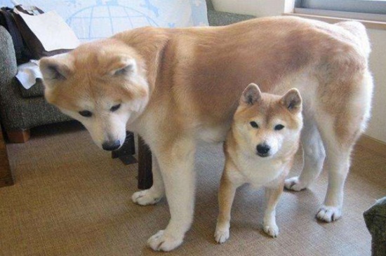 秋田犬和柴犬的区别